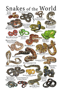 Snakes of the World Chart Poster 24"x36"