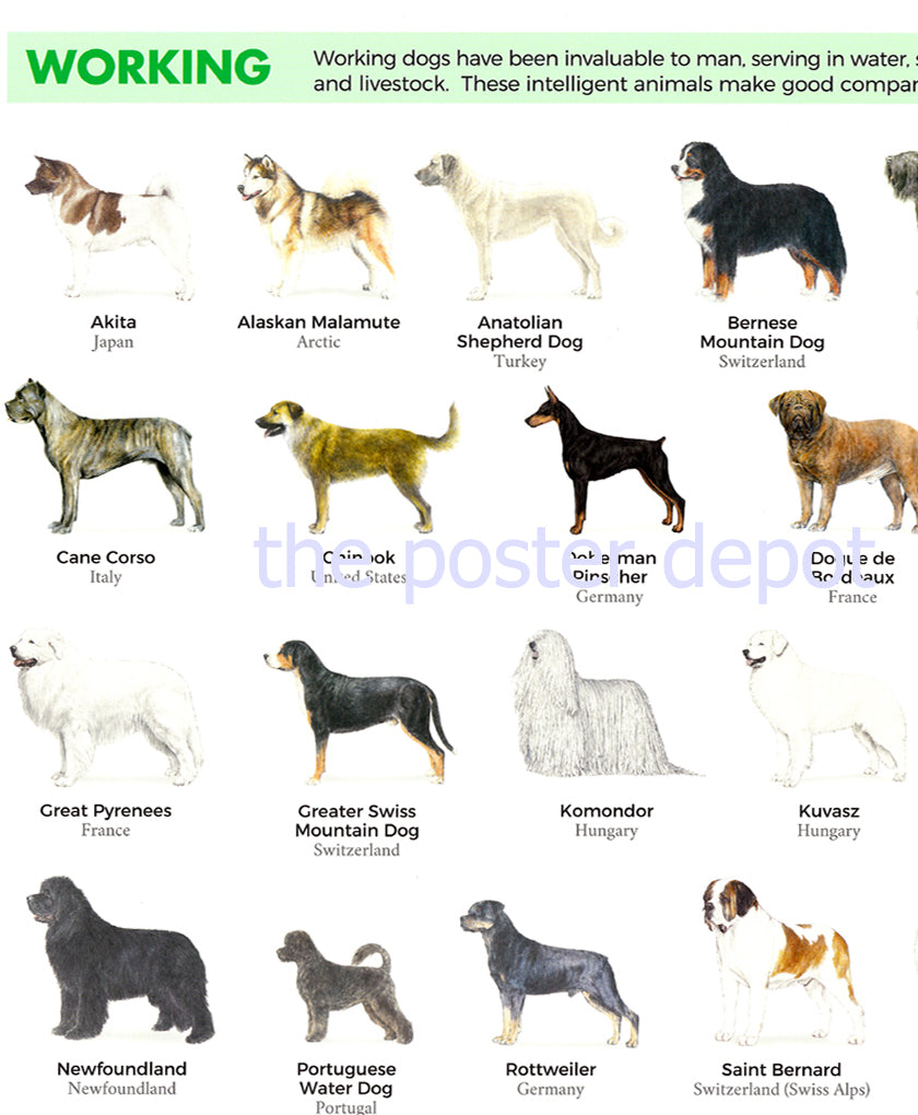 dog breeds by class