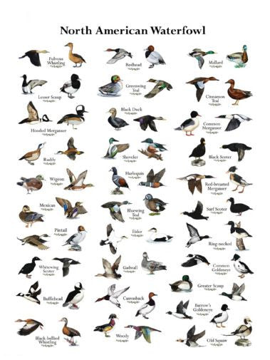 Ducks Poster Oversize On Sale United States