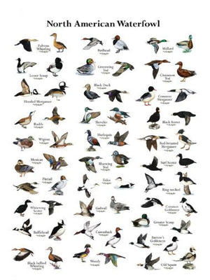Ducks poster Large for sale cheap United States USA