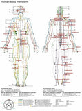 Acupuncture Human Body Meridians 11x17 poster for sale cheap United States USA