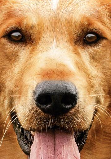 A Dogs Purpose poster 11x17 | The Poster Depot