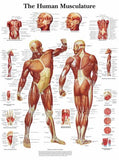 Human Muscle Chart Musculature 11x17 poster for sale cheap United States USA