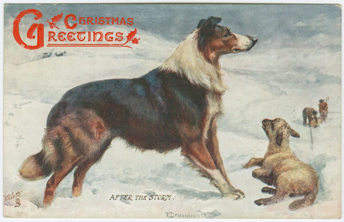 Christmas Greetings Postcard Collie Sheep 1909 Poster (24"x36") The Poster Depot