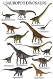 Sauropod dinosaur chart Poster 16x24 