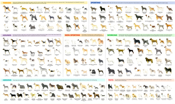 Dog Breeds Identification Poster 24Inx36In Poster Breed Groups
