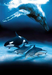 Dolphins And Whales 11x17 poster art for sale cheap United States USA