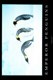 Emperor Penguins Poster (11"x17") The Poster Depot