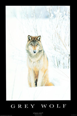 Grey Wolf Poster 27x40 The Poster Depot