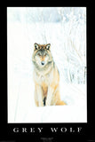 Grey Wolf Poster 27x40 The Poster Depot