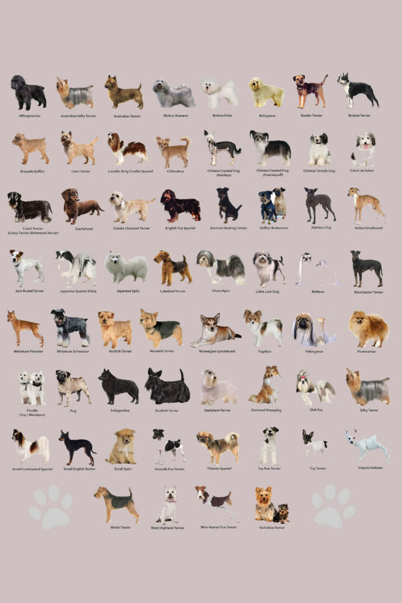 Small Dog Breeds Poster 16x24 for sale United States USA