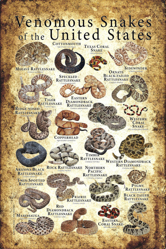 Venomous Snakes of the USA Chart Poster 27