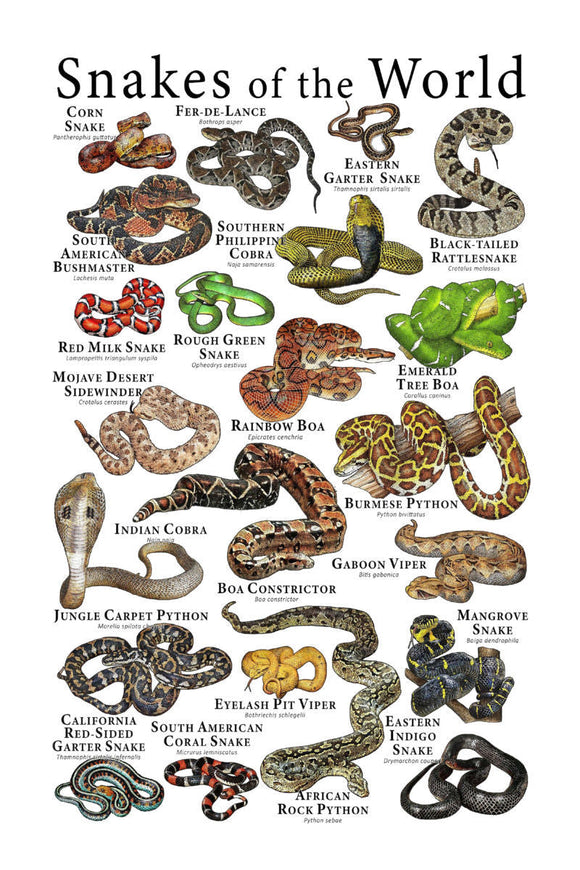 Snakes of the World Chart Poster 27