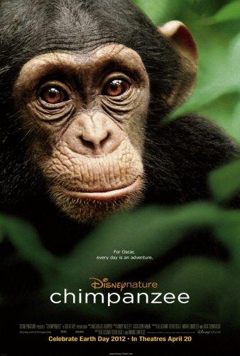 Chimpanzee poster 24x36