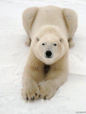 Playful Polar Bear Metal Print 8in x 12in