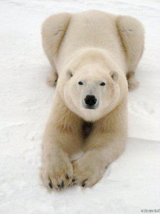 Playful Polar Bear Photo Sign 8in x 12in