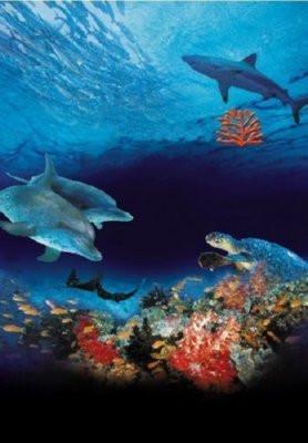 Ocean Wonderland Metal Poster Wall Art 8in x 12in 12"x16" The Poster Depot