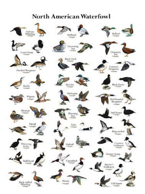 Ducks Metal Movie Poster 8in x 12in The Poster Depot