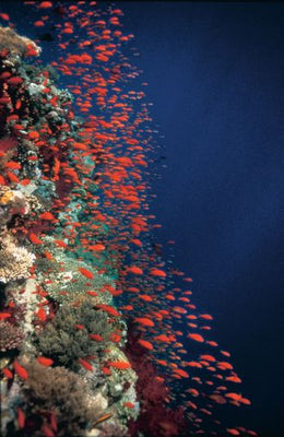 Deep Blue poster Ocean Fish Photography for sale cheap United States USA
