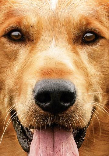A Dogs Purpose Metal Movie Poster 8in x 12in