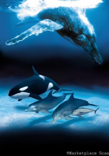 (24inx36in ) Dolphins And Whales Poster Print art