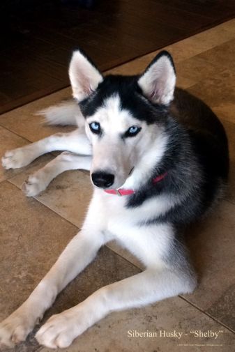 Dogs Siberian Husky Poster 24in x36in