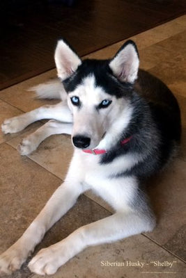 Dogs Siberian Husky Poster 24in x36in