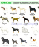 Dog Breeds Identification Poster  On Sale The Poster Depot