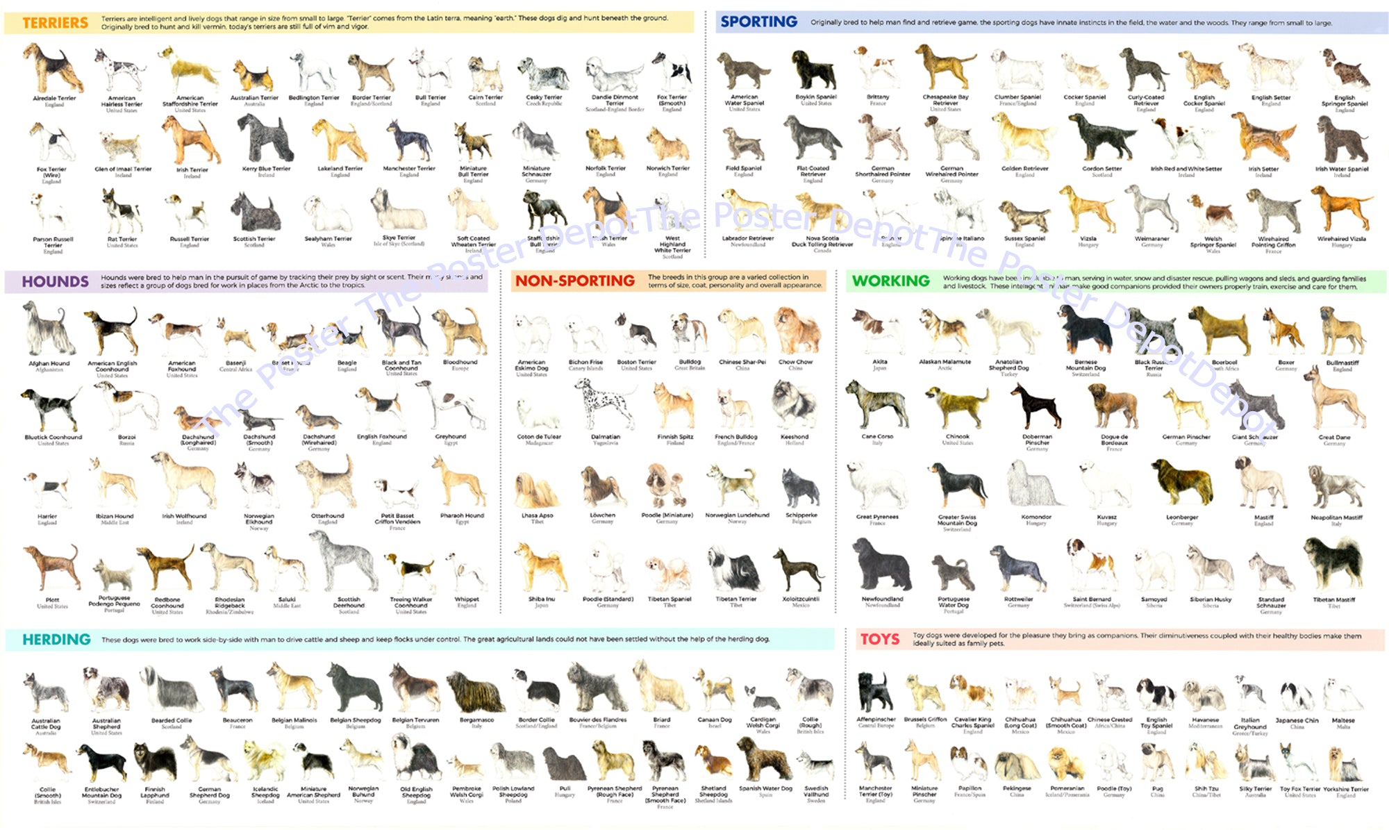 Dog Breeds Identification poster theposterdepot USA Seller The Poster Depot