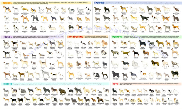Dog Breeds Identification Poster  On Sale The Poster Depot