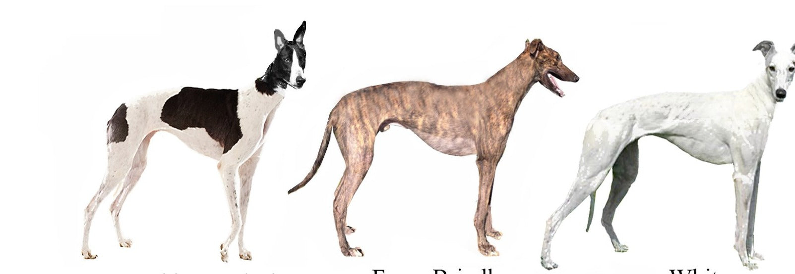 Dogs Greyhound Color Chart Poster 16x24