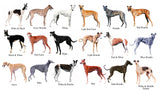 Dogs Greyhound Color Chart poster 27inx40in Poster 27x40