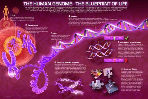 Human Genome Photo Sign 8in x 12in