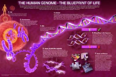 Human Genome Mini Poster #01 Blueprint Of Life 11inx17in Mini Poster