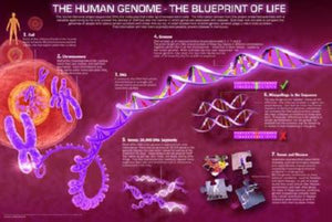 Human Genome Poster 16"x24" On Sale The Poster Depot