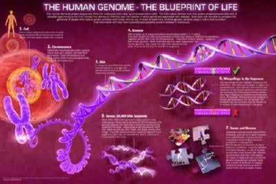 Human Genome Metal Poster Wall Art 8in x 12in 12"x16" The Poster Depot