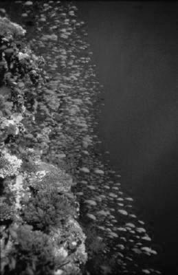 Deep Blue black and white poster