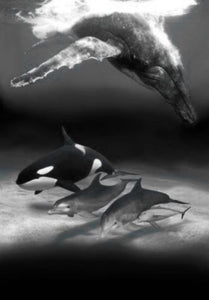 Dolphins And Whales Poster Black and White Mini Poster 11"x17"