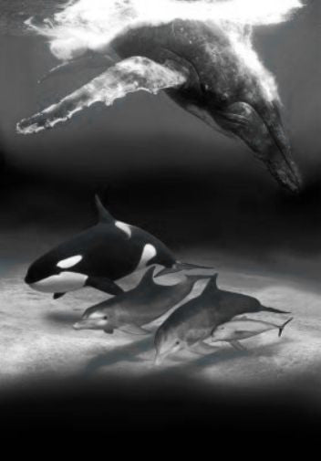 Dolphins And Whales Poster Black and White Mini Poster 11