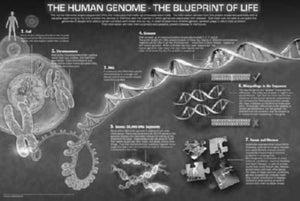 Human Genome Poster Black and White Mini Poster 11"x17"