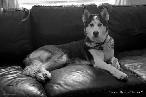 Dogs Siberian Husky black and white poster