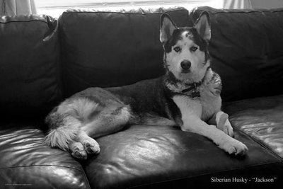Dogs Siberian Husky black and white poster
