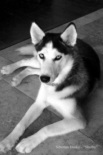 Dogs Siberian Husky black and white poster