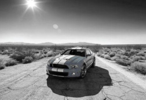 Shelby GT-500 Poster Black and White Poster 16x24 The Poster Depot