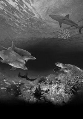 Ocean Wonderland poster Black and White poster for sale cheap United States USA