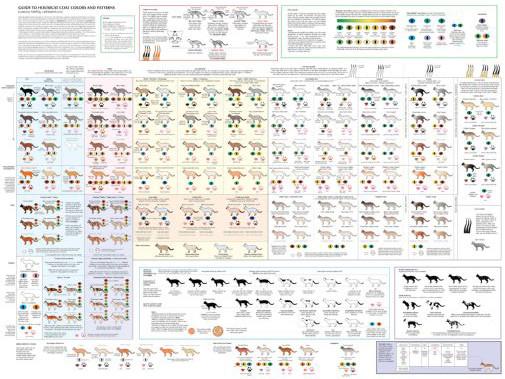 Cats Cat Colors and Patterns Poster 27x40 The Poster Depot The Poster Depot