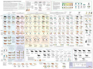Cats Cat Colors and Patterns poster 27x40| theposterdepot.com