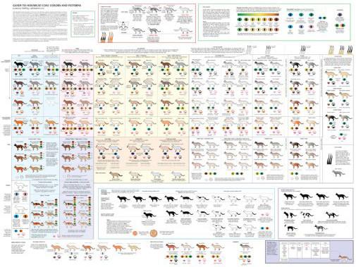 Cats Cat Colors and Patterns poster 27x40| theposterdepot.com