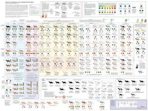 Cats Cat Colors and Patterns poster| theposterdepot.com