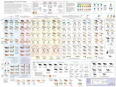 Cats Cat Breeds Poster 16"x24" On Sale The Poster Depot